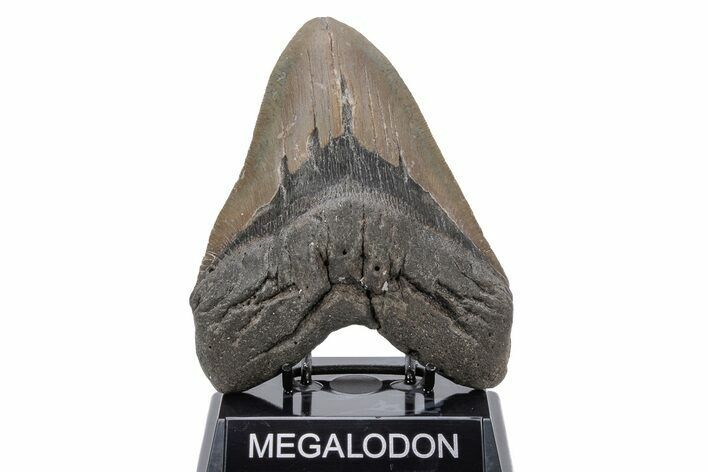 Massive, Fossil Megalodon Tooth - North Carolina #219999